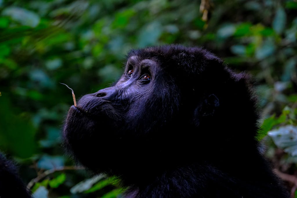 Captivating close-up of a gorilla in the jungle, showcasing its tranquil expression and natural beauty.