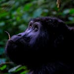 Captivating close-up of a gorilla in the jungle, showcasing its tranquil expression and natural beauty.