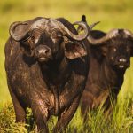 African Buffaloes in Queen Elizabeth