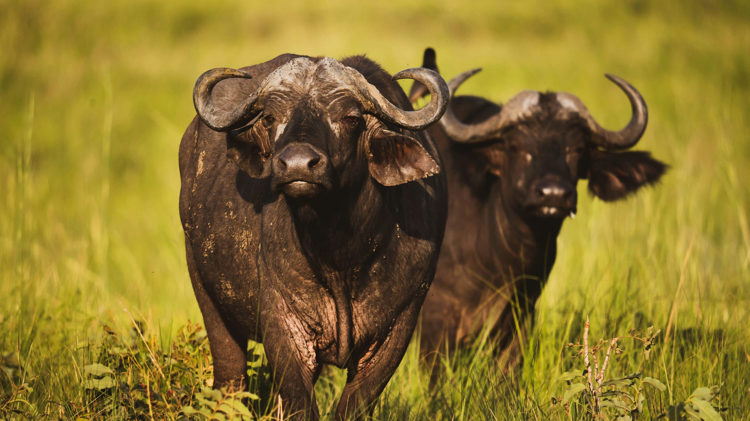 African Buffaloes in Queen Elizabeth